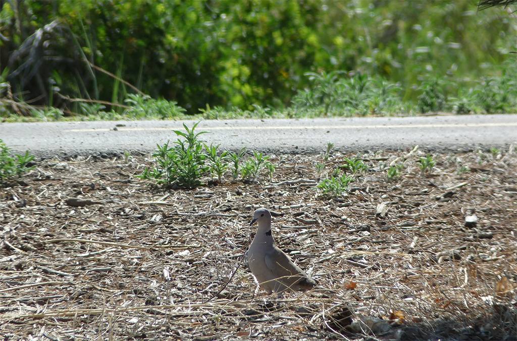 Eurasian Collared Dove